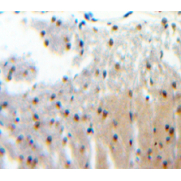 Centromere Protein I (CENPI) Mouse Polyclonal Antibody