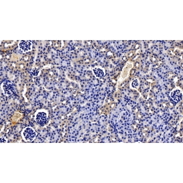 Complement 1 Inhibitor (C1INH) Mouse Polyclonal Antibody