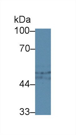 Complement 1 Inhibitor (C1INH) Rat Polyclonal Antibody