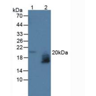 WAP Four Disulfide Core Domain Protein 2 (WFDC2) Human Polyclonal Antibody