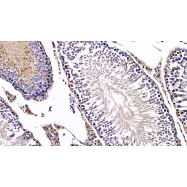 Nesfatin 1 (NES1) Human Polyclonal Antibody
