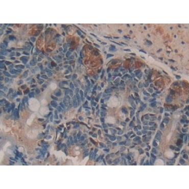 Nesfatin 1 (NES1) Mouse Polyclonal Antibody
