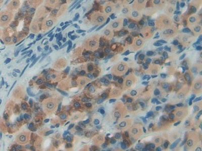 Nesfatin 1 (NES1) Rat Polyclonal Antibody