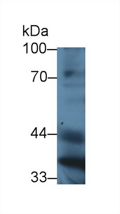 Paraoxonase 1 (PON1) Mouse Polyclonal Antibody