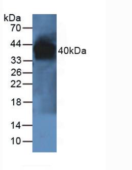 Paraoxonase 1 (PON1) Rat Polyclonal Antibody