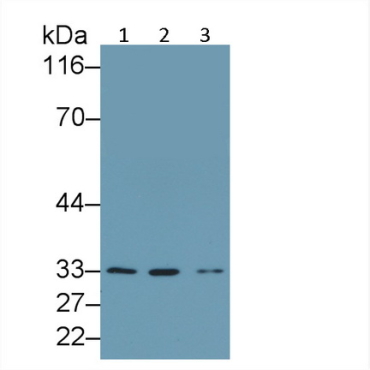 Caspase 2 (CASP2) Human Polyclonal Antibody