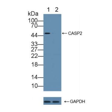 Caspase 2 (CASP2) Human Polyclonal Antibody