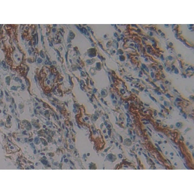 Nischarin (NISCH) Human Polyclonal Antibody