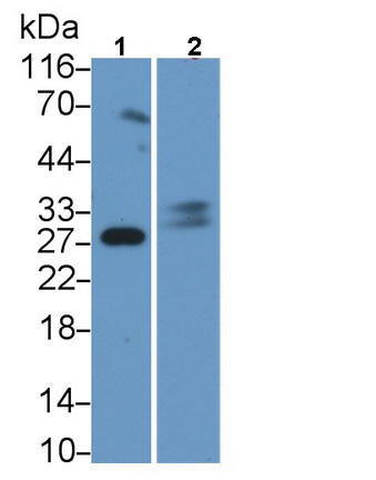Trypsin (TRY) Pig Polyclonal Antibody