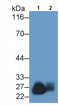 Trypsin (TRY) Pig Polyclonal Antibody