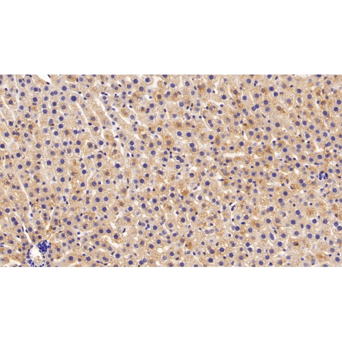 Apolipoprotein C1 (APOC1) Canis familiaris; Canine (Dog) Polyclonal Antibody