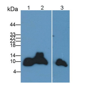 Apolipoprotein C1 (APOC1) Human Polyclonal Antibody