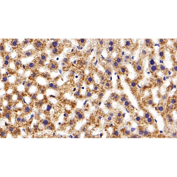 Apolipoprotein C1 (APOC1) Mouse Polyclonal Antibody