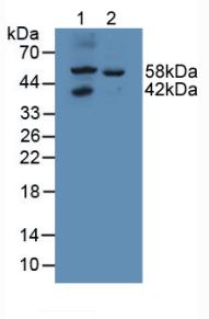 N-Acetylgalactosamine-6-Sulfatase (GALNS) Rat Polyclonal Antibody