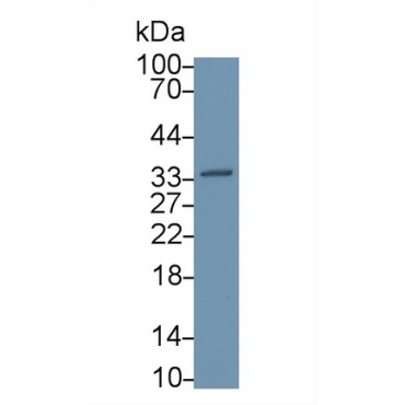 Annexin V (ANXA5) Bovine (Cattle) Polyclonal Antibody