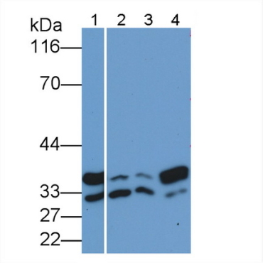 Annexin V (ANXA5) Chicken (Gallus) Polyclonal Antibody