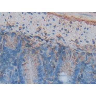 Annexin V (ANXA5) Mouse Polyclonal Antibody