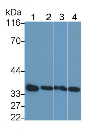 Annexin V (ANXA5) Rat Polyclonal Antibody