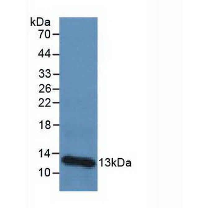 Beta-2-Microglobulin (b2M) Canis familiaris; Canine (Dog) Polyclonal Antibody