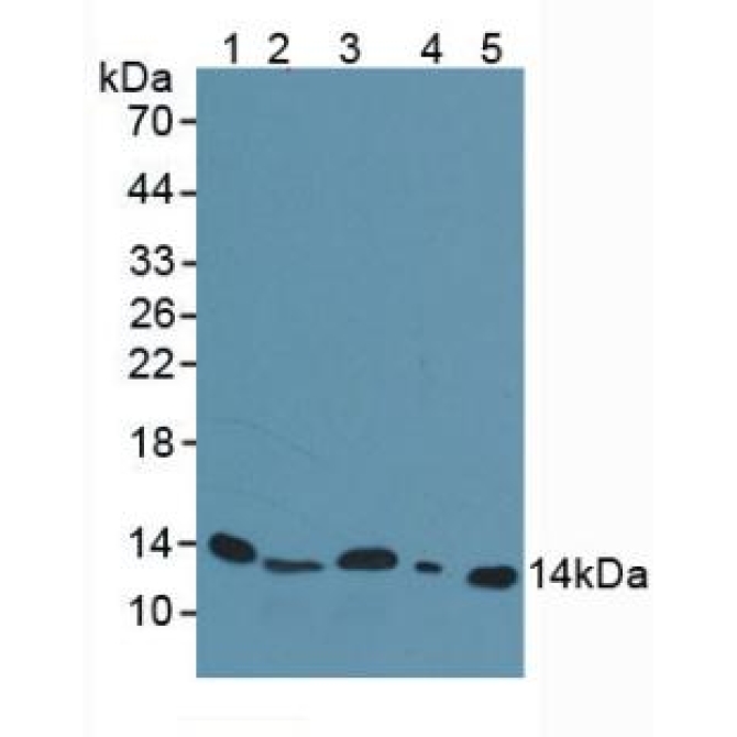 Beta-2-Microglobulin (b2M) Mouse Polyclonal Antibody