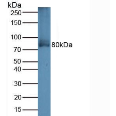 Transferrin Receptor 2 (TFR2) Human Polyclonal Antibody