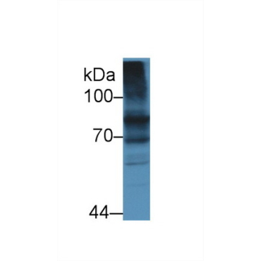 Transferrin Receptor 2 (TFR2) Human Polyclonal Antibody