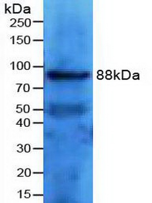 Transferrin Receptor 2 (TFR2) Mouse Polyclonal Antibody