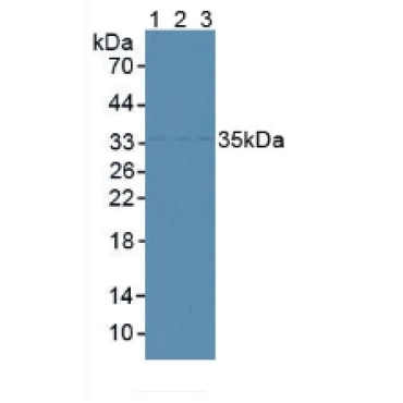 Centromere Protein H (CENPH) Mouse Polyclonal Antibody