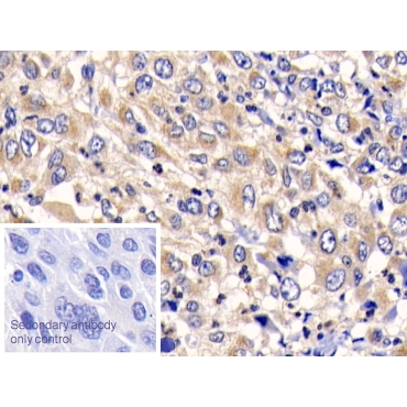 Cathepsin K (CTSK) Canis familiaris; Canine (Dog) Polyclonal Antibody