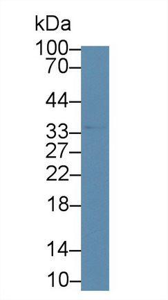 Cathepsin K (CTSK) Rhesus monkey (Simian) Polyclonal Antibody