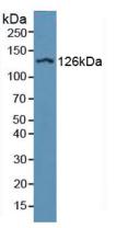 Integrin Alpha D (ITGaD) Human Polyclonal Antibody
