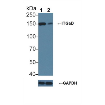 Integrin Alpha D (ITGaD) Mouse Polyclonal Antibody