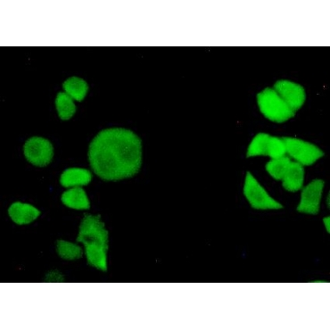 Transportin 1 (TNPO1) Bovine (Cattle) Polyclonal Antibody