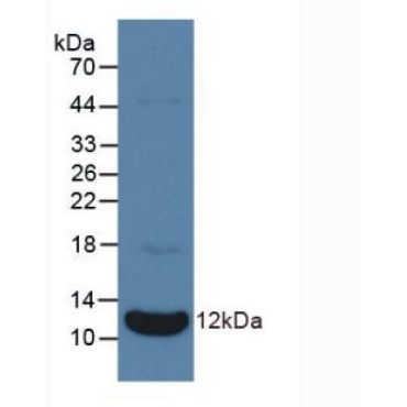 Natriuretic Peptide Precursor A (NPPA) Bovine (Cattle) Polyclonal Antibody