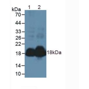 Natriuretic Peptide Precursor A (NPPA) Mouse Polyclonal Antibody