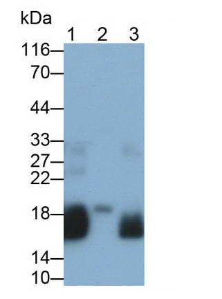 Natriuretic Peptide Precursor A (NPPA) Rat Polyclonal Antibody