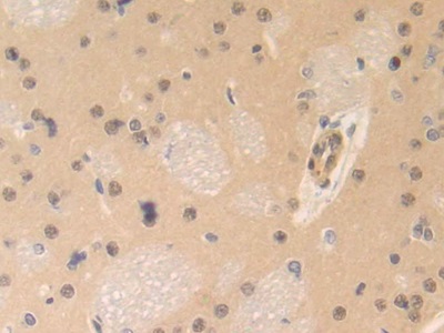 Centromere Protein E (CENPE) Rat Polyclonal Antibody