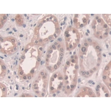 Connexin 43 (CX43) Human Polyclonal Antibody