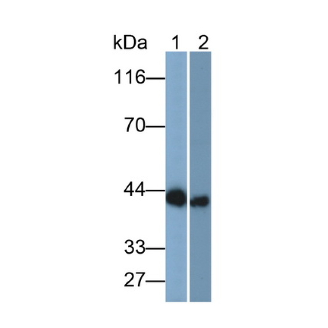 Connexin 43 (CX43) Mouse Polyclonal Antibody