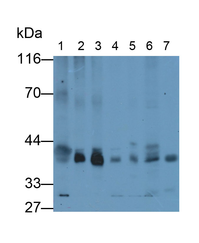 Connexin 43 (CX43) Rat Polyclonal Antibody