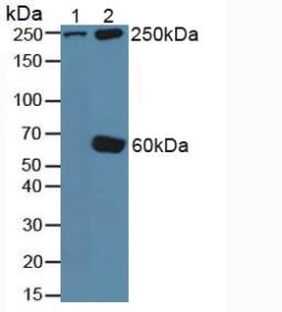 Talin 1 (TLN1) Rat Polyclonal Antibody