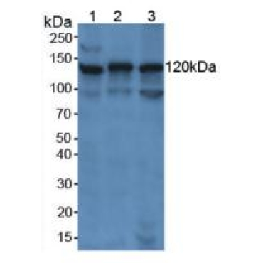 Poly ADP Ribose Polymerase (PARP) Mouse Polyclonal Antibody
