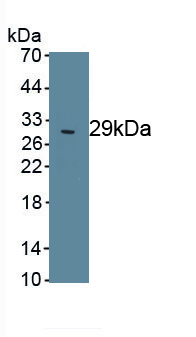 Poly ADP Ribose Polymerase (PARP) Rat Polyclonal Antibody