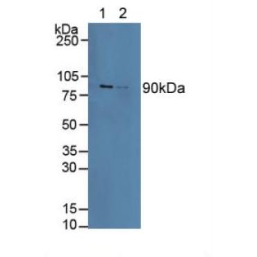 Calnexin (CNX) Human Polyclonal Antibody