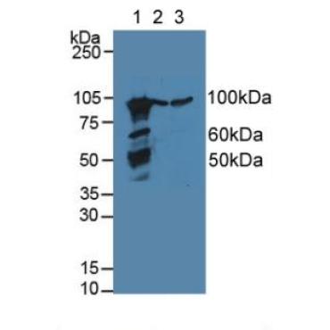 Calnexin (CNX) Mouse Polyclonal Antibody