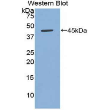 B-Cell Activation Factor Receptor (BAFFR) Chicken (Gallus) Polyclonal Antibody