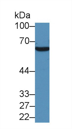 Heparin Cofactor II (HCII) Rat Polyclonal Antibody
