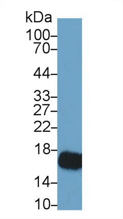 Histone H3 (H3) Bovine (Cattle) Polyclonal Antibody