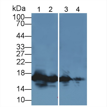 Histone H3 (H3) Human Polyclonal Antibody