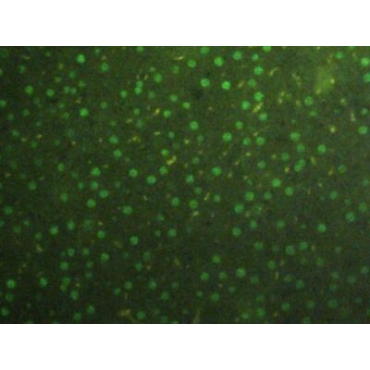 Histone H3 (H3) Human, Mouse, Rat, Rabbit, Rhesus monkey (Simian), Canis familiaris; Canine (Dog), Bovine (Cattle), Equus caballus; Equine (Horse), Chicken (Gallus) Polyclonal Antibody